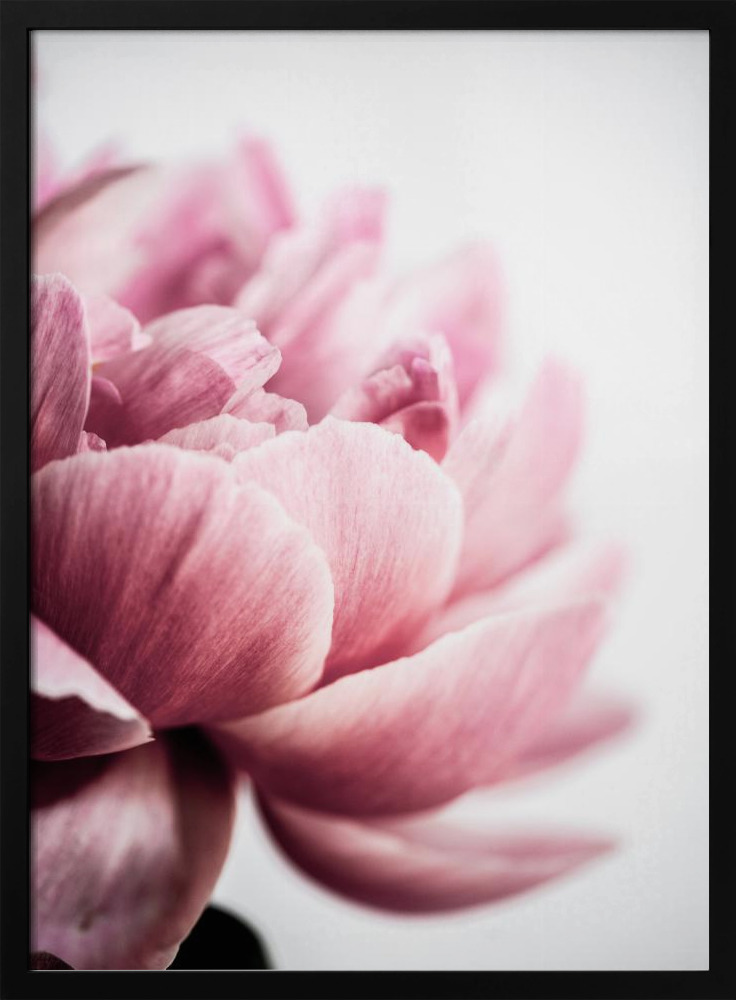 Poster - Peony 1 dark wood poster frame
