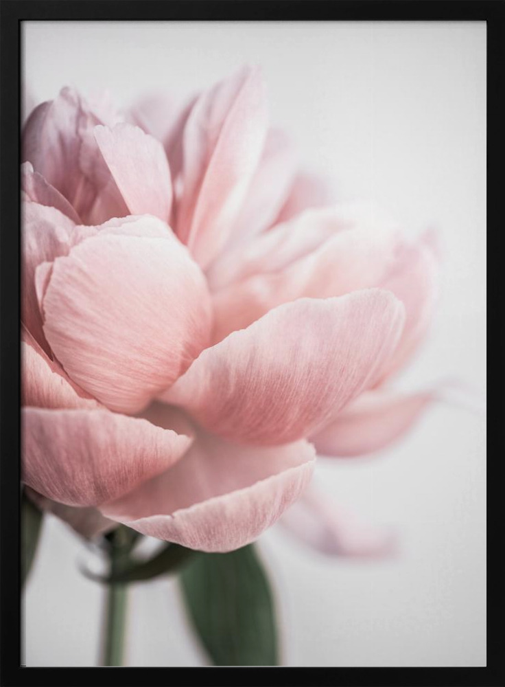 Plakat - Peony 3 ramka na plakat z ciemnego drewna