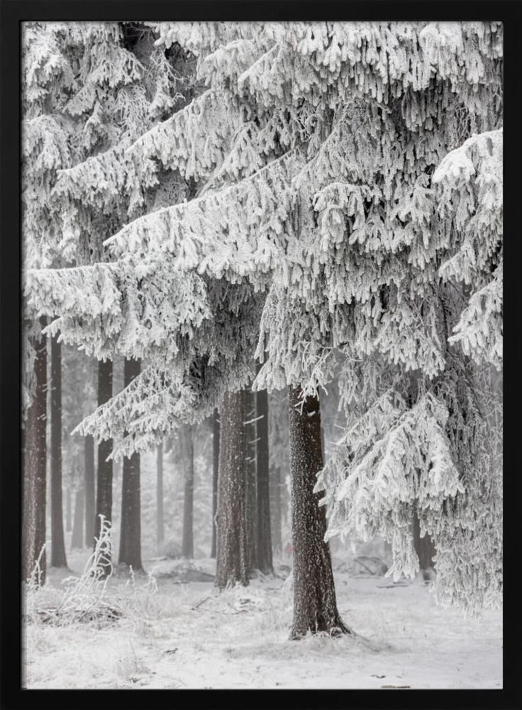 Affiche - Winter Forest 2 cadre de poster en bois foncé