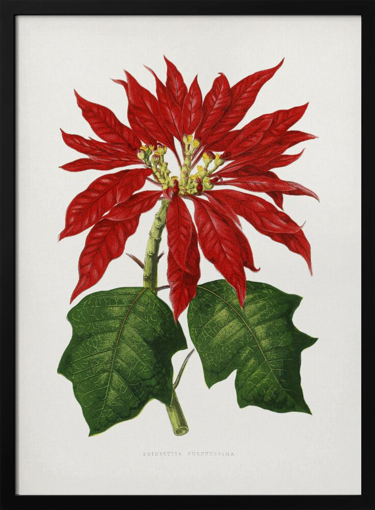 Poster Poinsettia Pulcherrima Leaf Illustration - Affisch dark wood poster frame