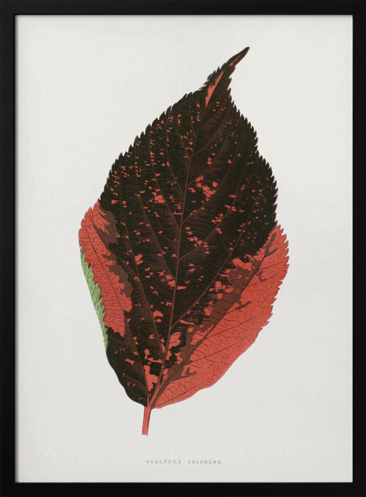 Poster - – Acalypha Tricolor Leaf Illustration dark wood poster frame