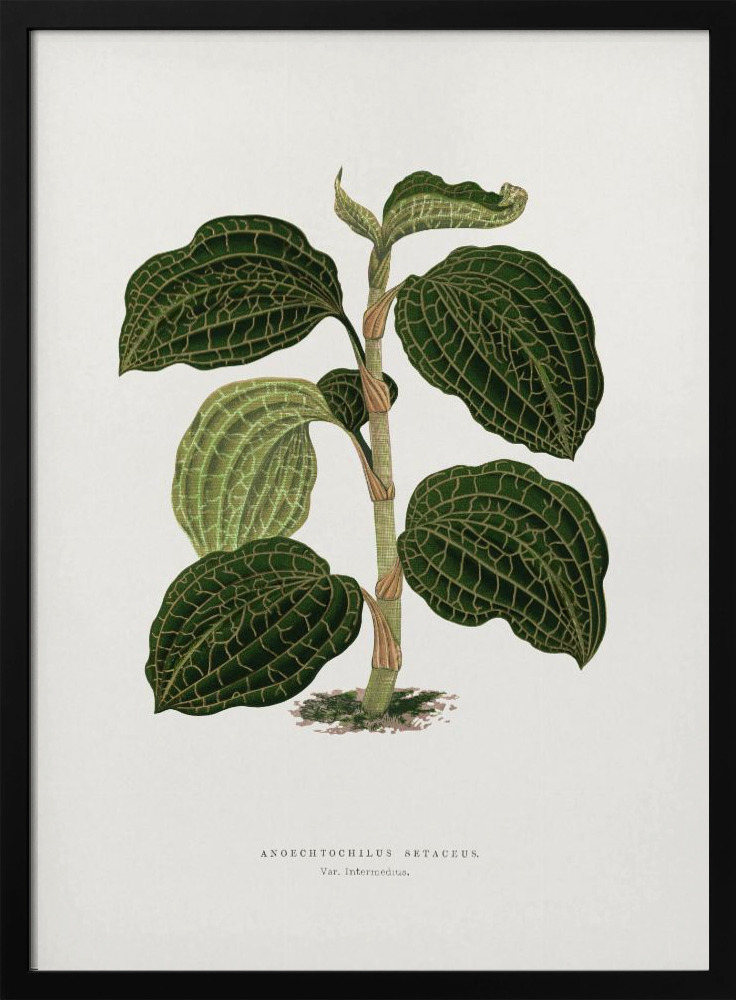 Poster – Green Anoechtochilus Setaceus Leaf Illustration dark wood poster frame