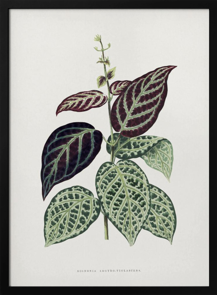 Poster - Green Bignonia Argyro Violascens Leaf Illustration dark wood poster frame