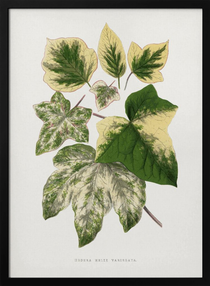 Poster – Green Leaf Illustration dark wood poster frame