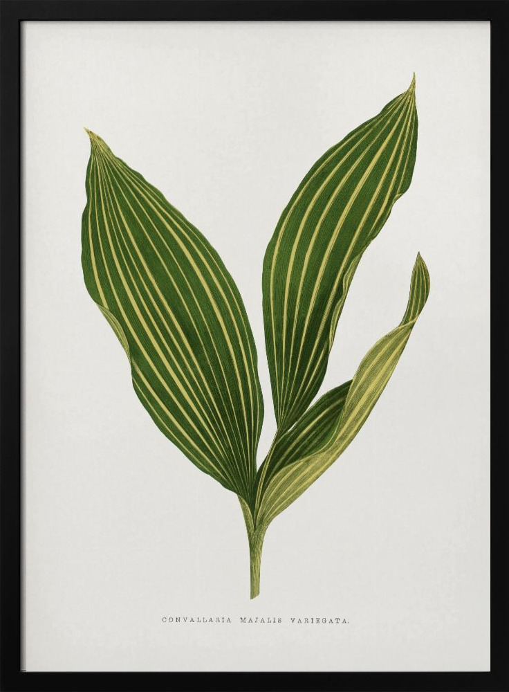 Plakat - Lily of the Valley Leaf Illustration ramka na plakat z ciemnego drewna