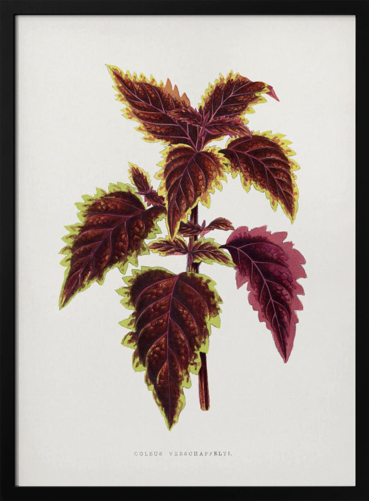 Plakat - Pink Coleus Leaf Illustration ramka na plakat z ciemnego drewna