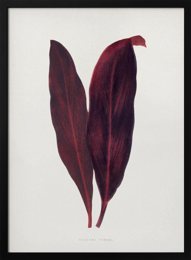 Poster – Pink Dracaena Ferrea Leaf Illustration dark wood poster frame