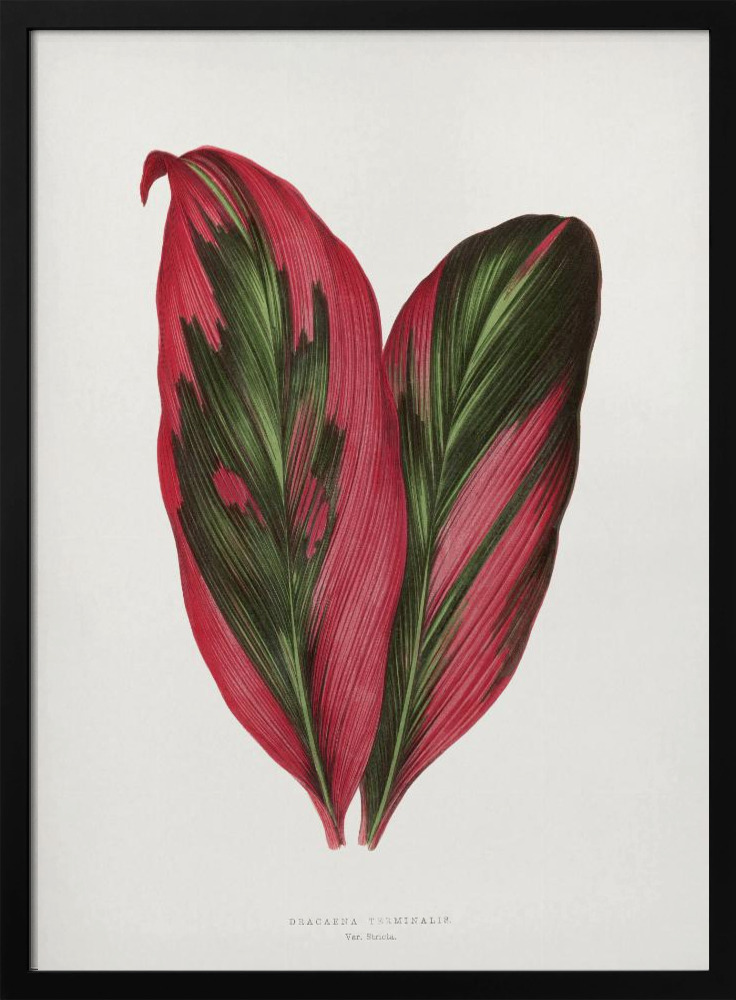 Poster - Pink Dracaena Terminalis Leaf Illustration dark wood poster frame