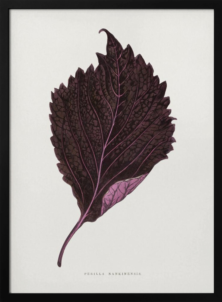 Poster - Pink Perilla Nankinensis Leaf Illustration dark wood poster frame