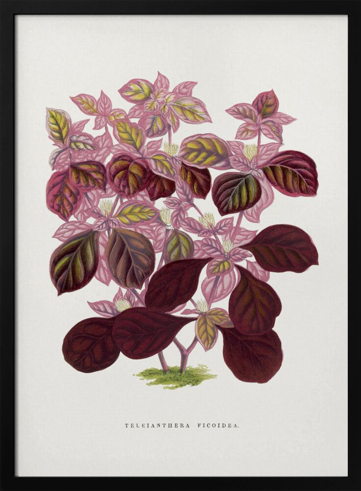 Poster - Pink Teleianthera Ficoidea Leaf Illustration dark wood poster frame