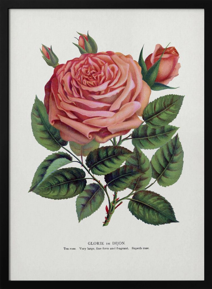 Poster - Pink Rose, Glorie De Dijon Lithograph dark wood poster frame