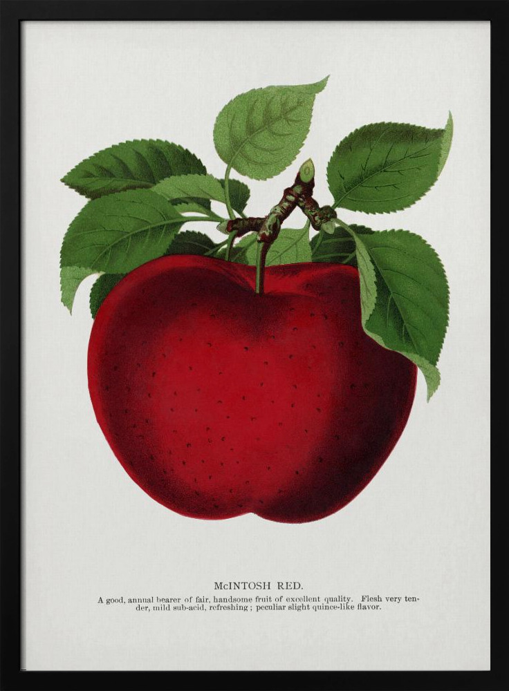 Poster - Mcintosh Red Apple Lithograph dark wood poster frame