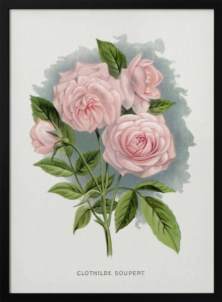 Poster - Pink Rose, Clothilde Soupert Lithograph dark wood poster frame