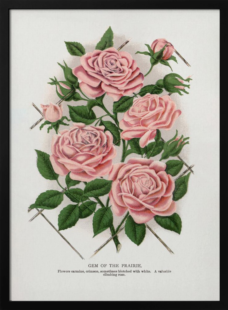Poster - Pink Rose, Gem of the Prairie Lithograph dark wood poster frame