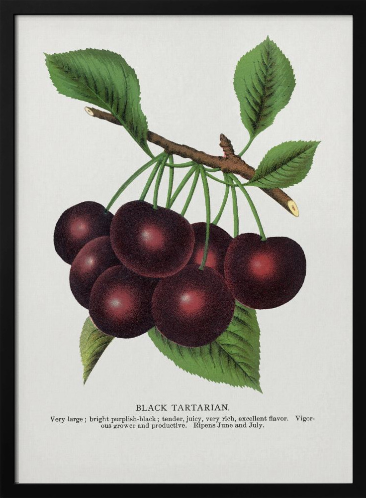 Poster - Black Tartarian Cherry Lithograph dark wood poster frame