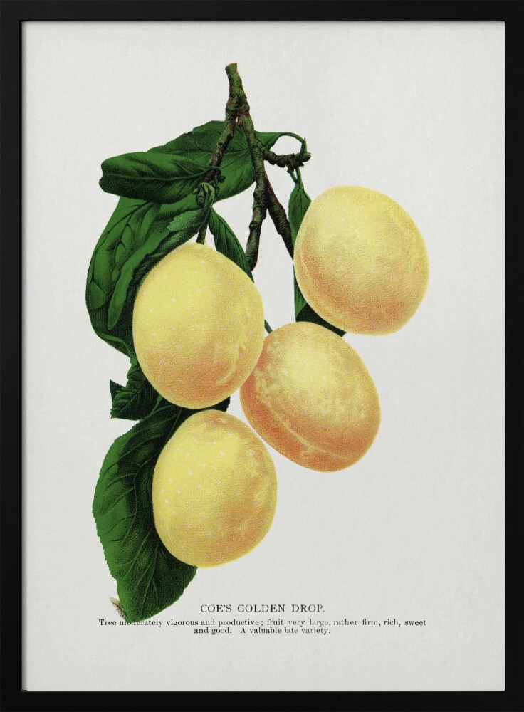 Poster - Coe's Golden Drop Plum Lithograph dark wood poster frame