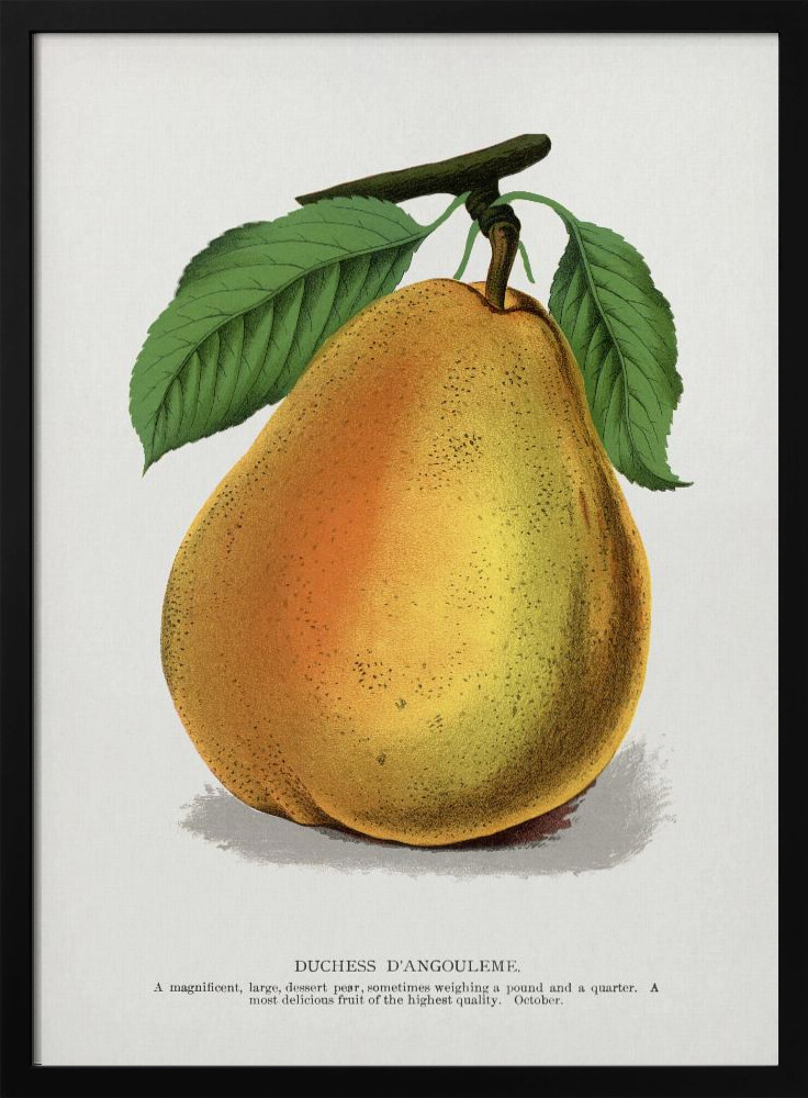 Poster - Duchess D'angouleme Pear Lithograph dark wood poster frame