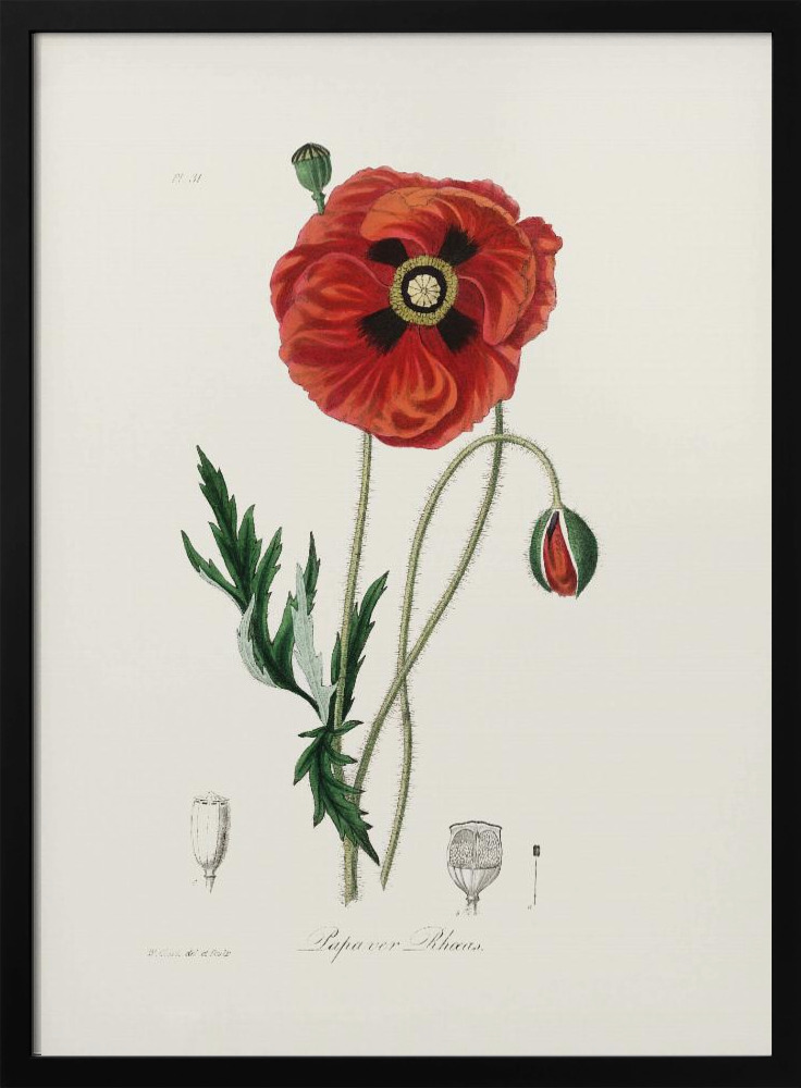 Poster - Common Poppy (papaver Rhoeas) Medical Botany dark wood poster frame