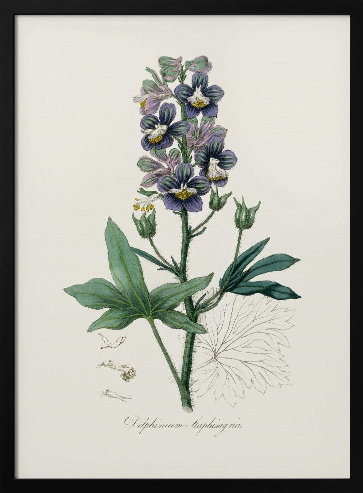 Poster - Delphinum Staphisagria Medical Botany dark wood poster frame