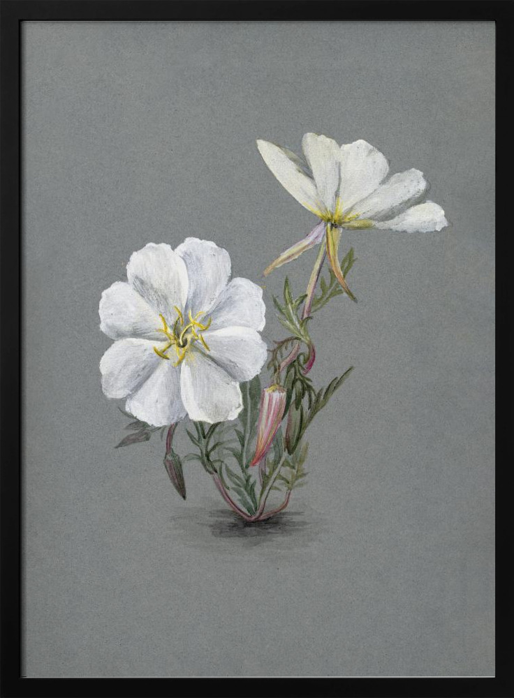 Poster - Giant Helleborine (1880) dark wood poster frame