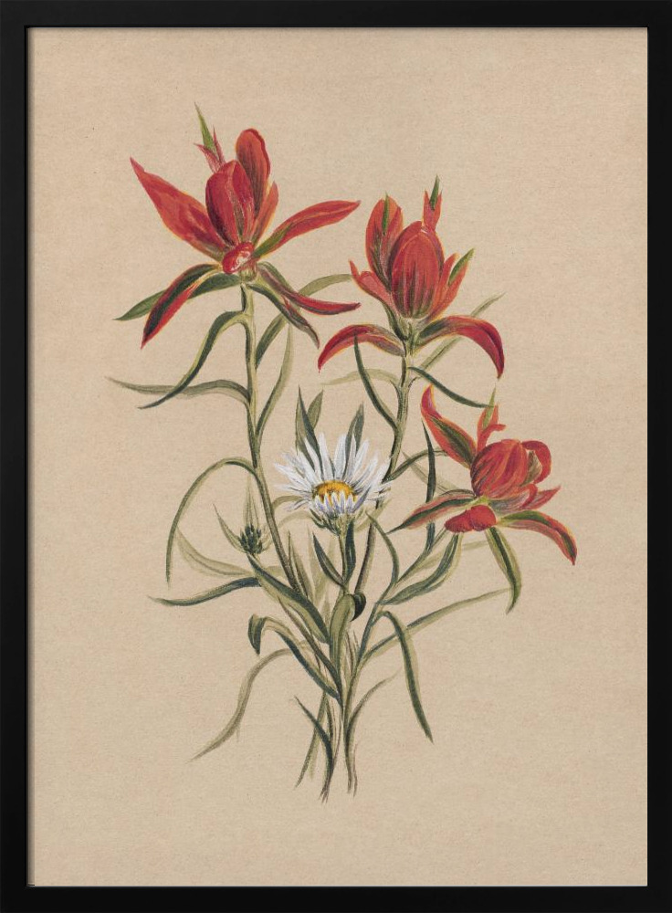 Poster - Indian Paintbrush (1883) dark wood poster frame