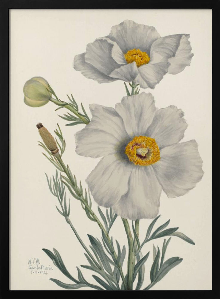 Poster - Matilija Poppy dark wood poster frame