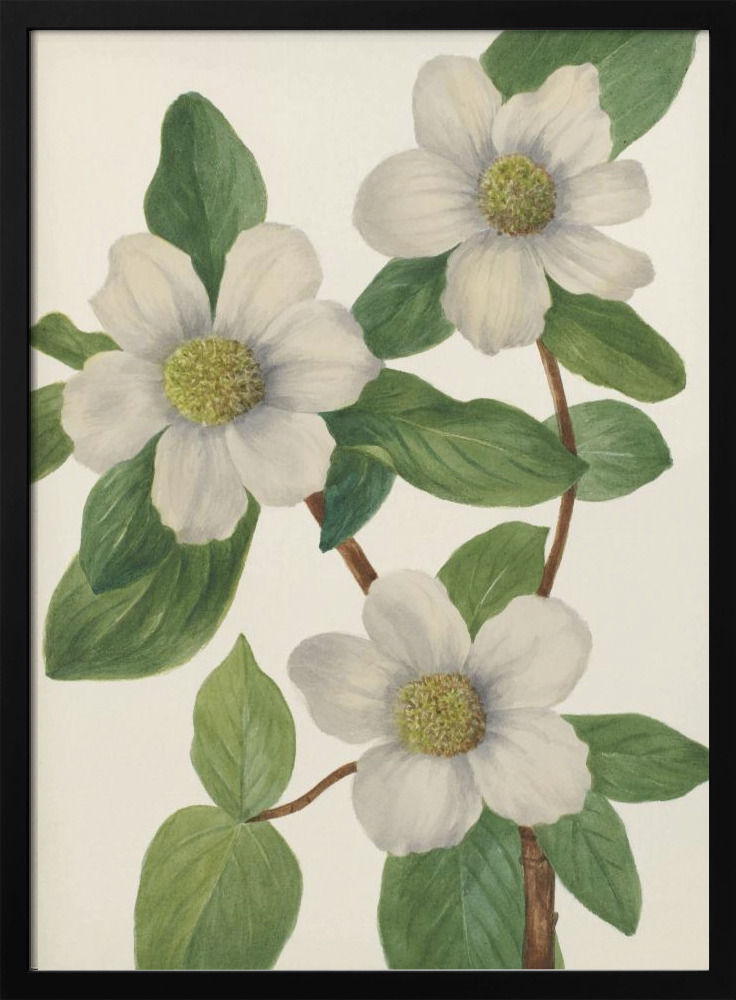Poster - Pacific Dogwood dark wood poster frame
