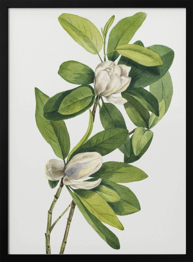 Poster - Swamp Magnolia (1918) posterframe van donker hout