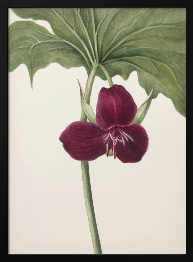 Poster - Sweet Trillium dark wood poster frame