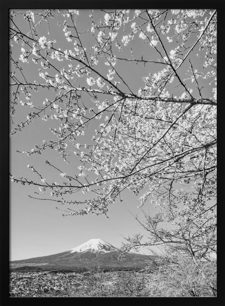Poster - Charming view of Mount Fuji with cherry blossoms - monochrome dark wood poster frame