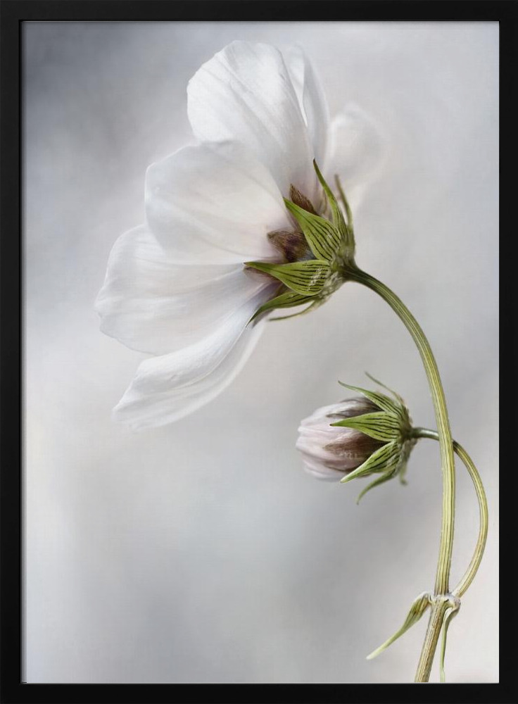 Affiche - Heavenly Cosmos cadre de poster en bois foncé