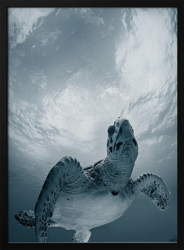 Poster - Elegy posterrahmen aus dunklem Holz