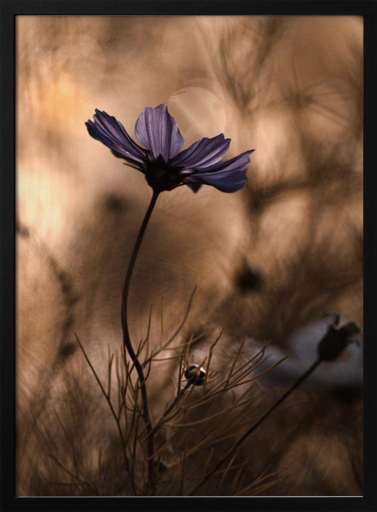 Poster - The Dancing Queen dark wood poster frame