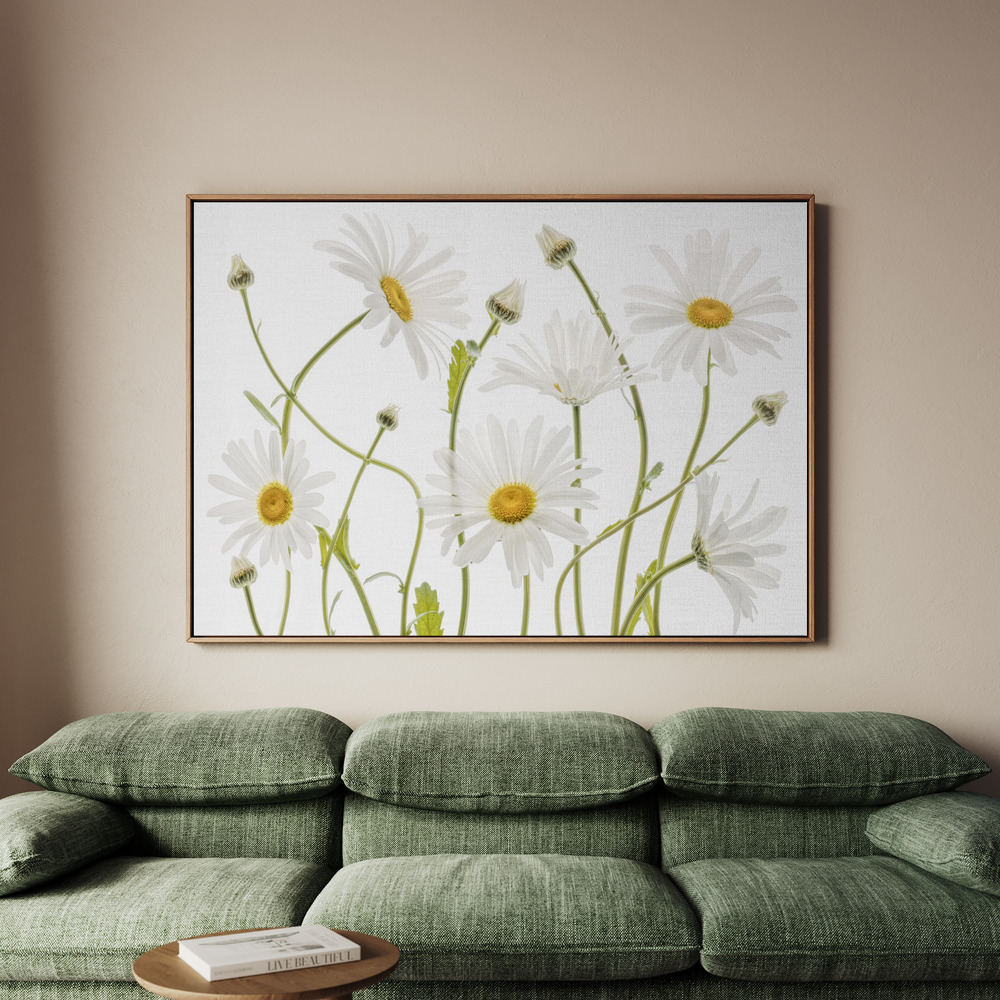 Canvastavla Ox eye Daisies - Tavla - 70x50