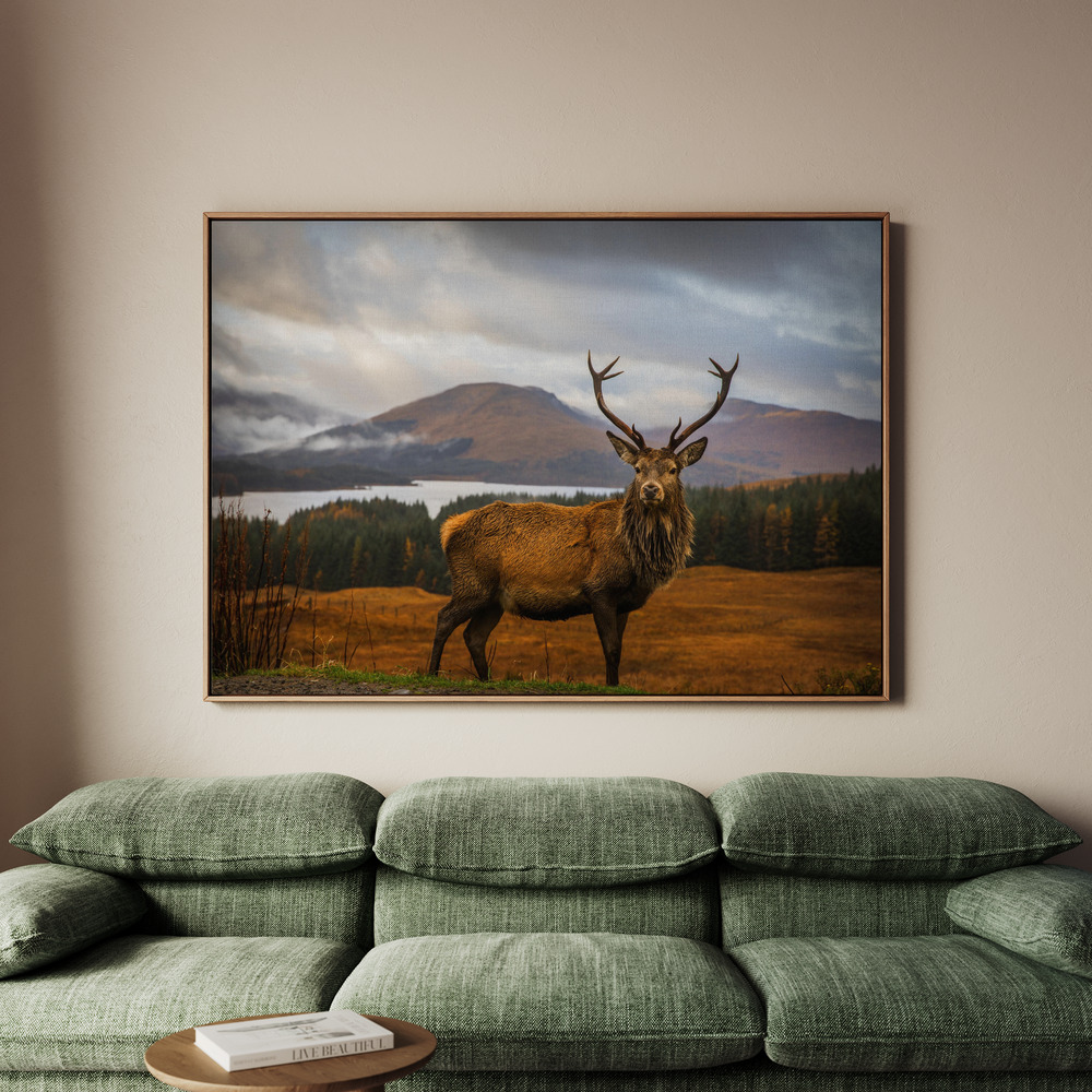 Canvastavla Scottish Stag - Tavla - 150x100