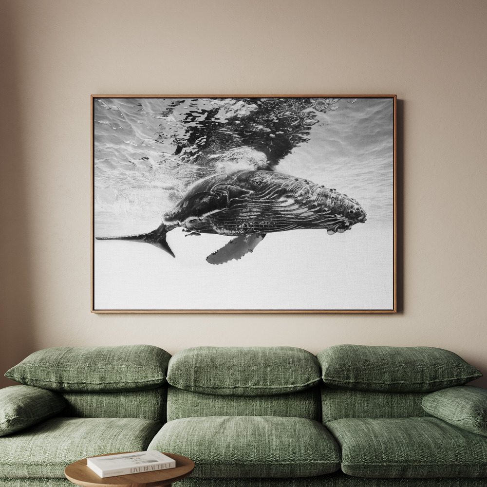 Canvastavla Humpback whale calf - Tavla - 150x100