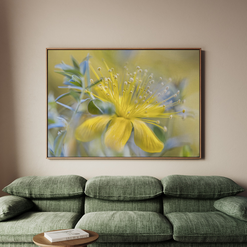 Canvastavla Hypericum - Tavla - 150x100