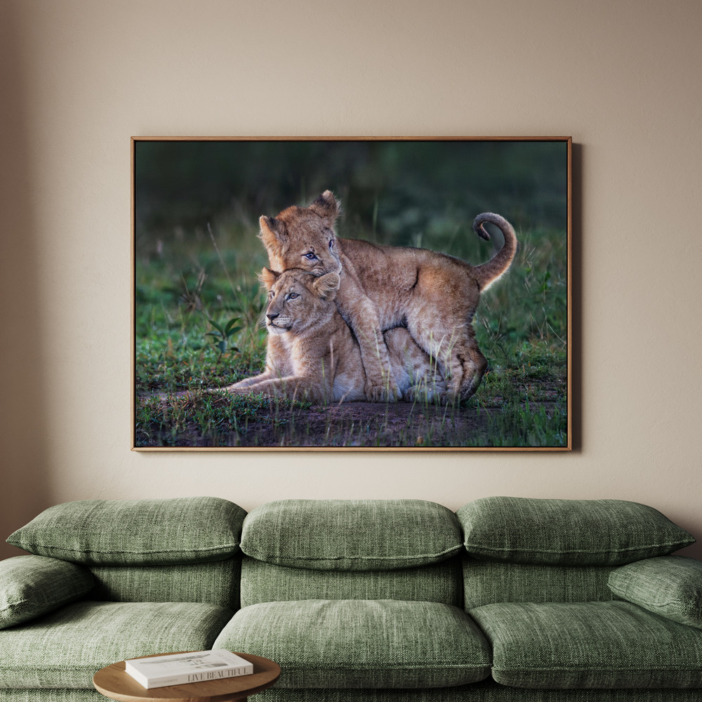 Canvastavla Playful lion cubs - Tavla - 70x50