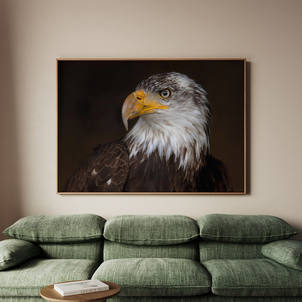Canvastavla Caged - Bald Eagle - Tavla - 100x70