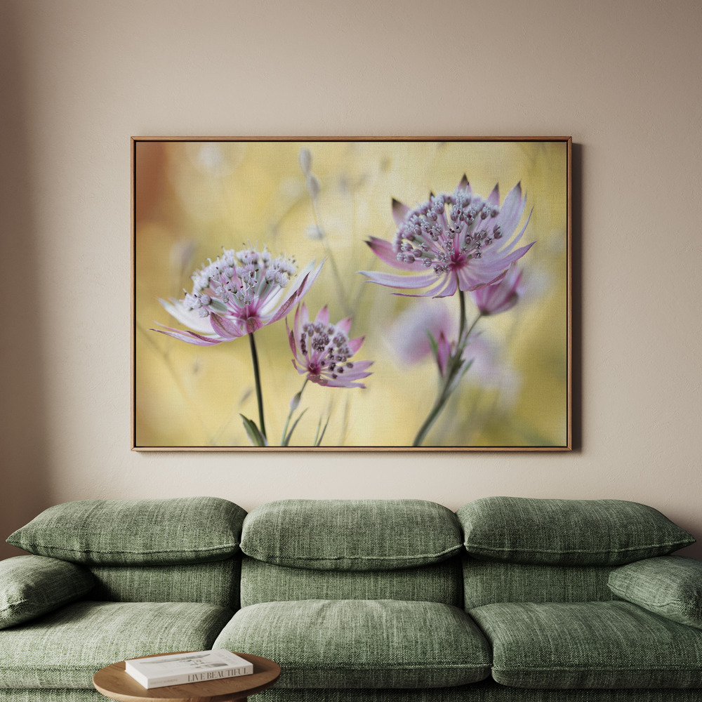 Canvastavla Astrantia Major - Tavla - 100x70