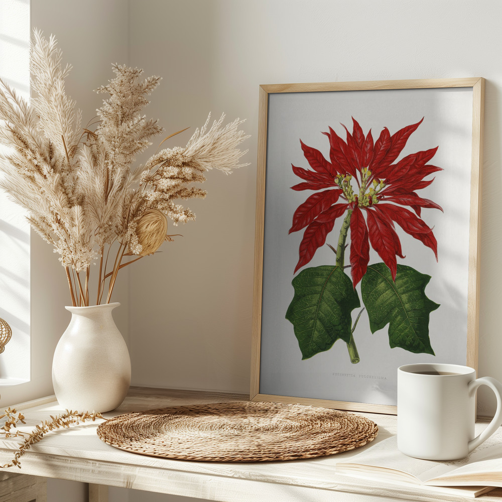 Poster Poinsettia Pulcherrima Leaf Illustration - Affisch på bordet
