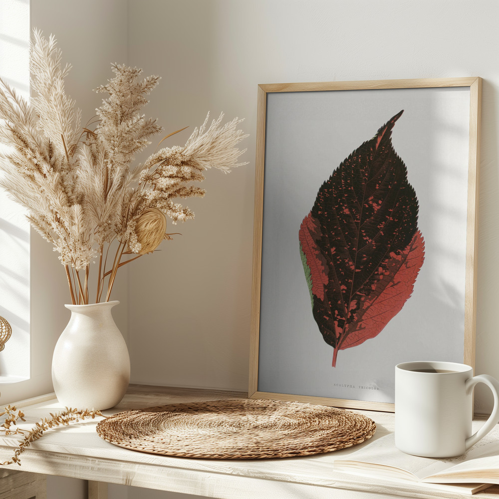 Poster - – Acalypha Tricolor Leaf Illustration on table