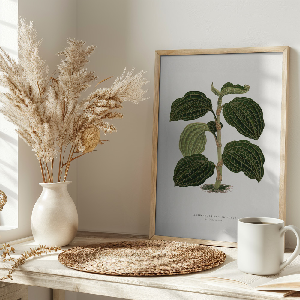 Plakat - – Green Anoechtochilus Setaceus Leaf Illustration på bordet