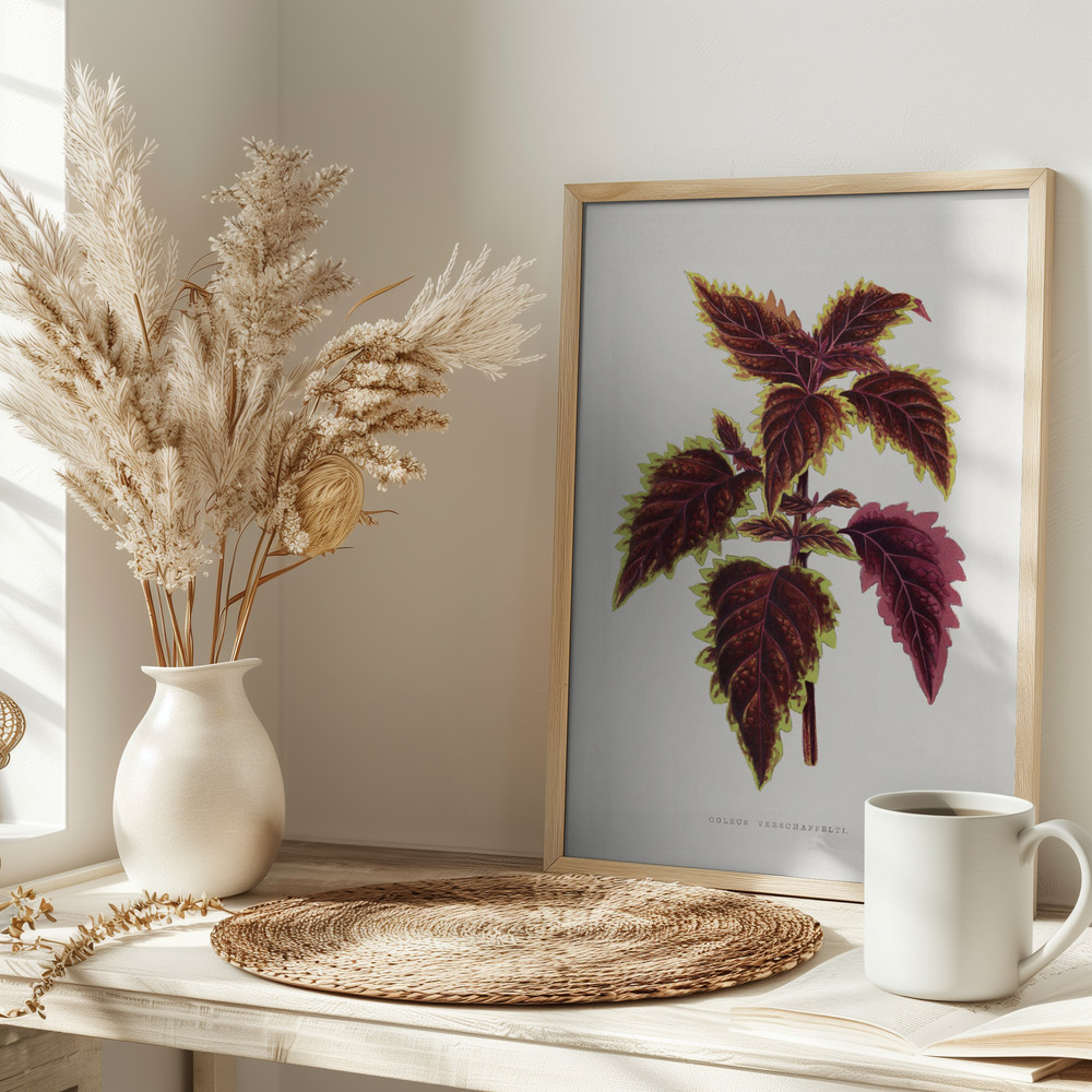 Affiche - Pink Coleus Leaf Illustration sur la table