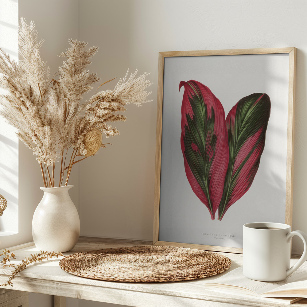 Juliste - Pink Dracaena Terminalis Leaf Illustration pöydällä