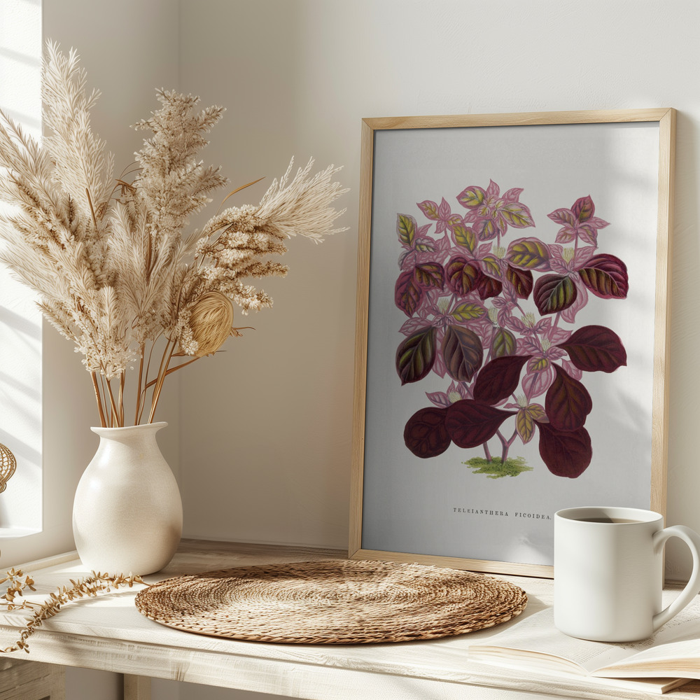 Plakat - Pink Teleianthera Ficoidea Leaf Illustration på bordet