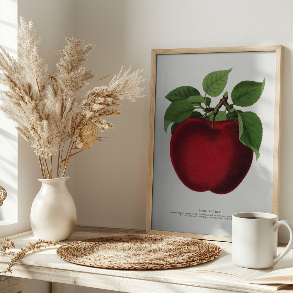 Poster - Mcintosh Red Apple Lithograph on table