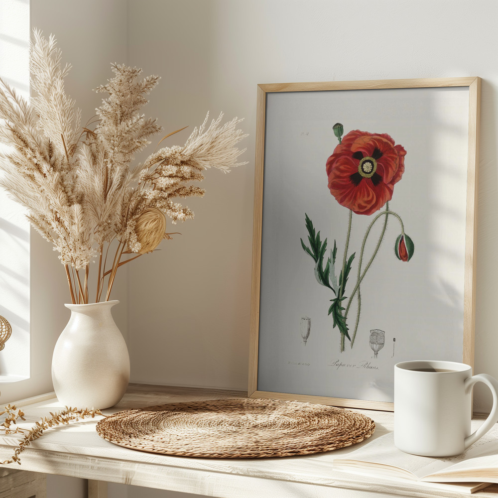 Poster - Common Poppy (papaver Rhoeas) Medical Botany auf dem Tisch