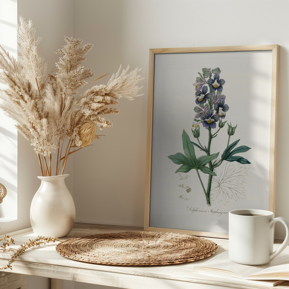 Poster - Delphinum Staphisagria Medical Botany on table