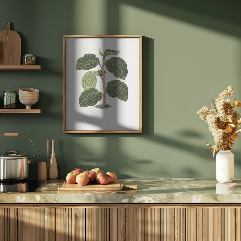 Plakat - – Green Anoechtochilus Setaceus Leaf Illustration i køkkenet